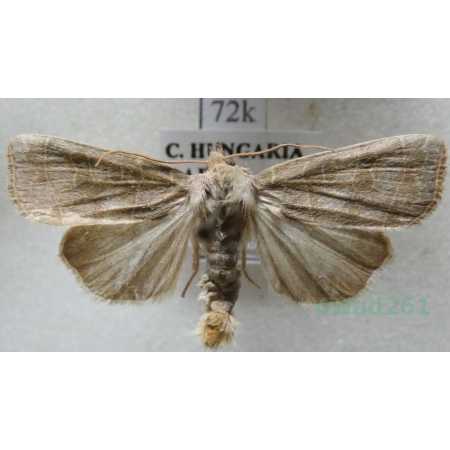 Ipimorpha subtusa (Denis & Schiffermüller, 1775) Kresówka sokorówka Hungaria72k